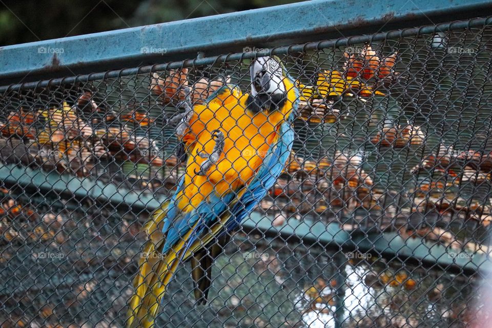 Autumn in the zoo in autumn - great blue macaw