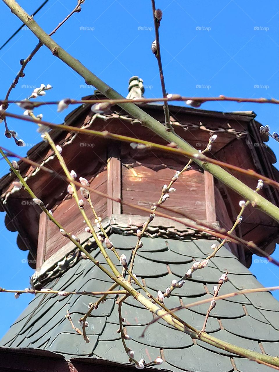 Spring.  Nature is waking up.  Willow twigs with blossoming white buds against the background of the wooden dome of the tower