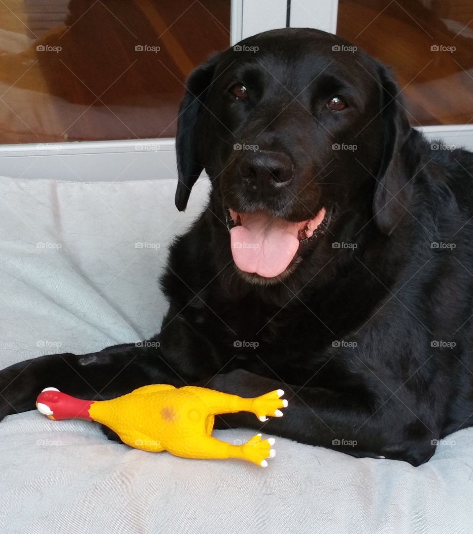 Milly & "chook" (chicken)