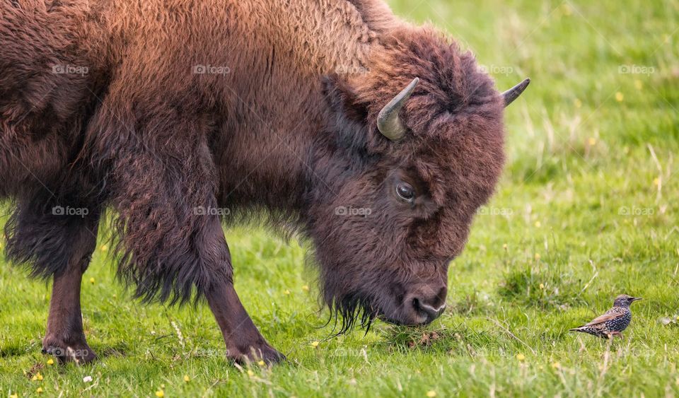 The Bison and the Bird