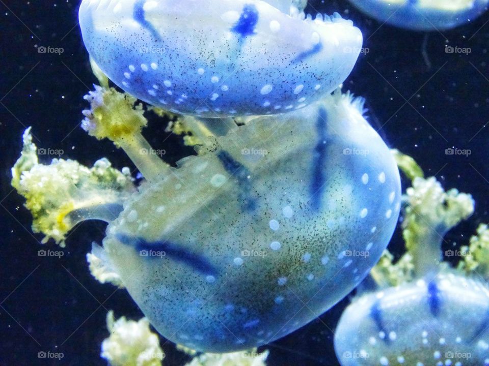 Fluorescent Jellyfish