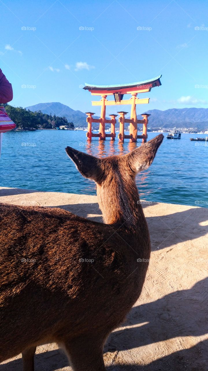 Itsukushima shrine in Hiroshima