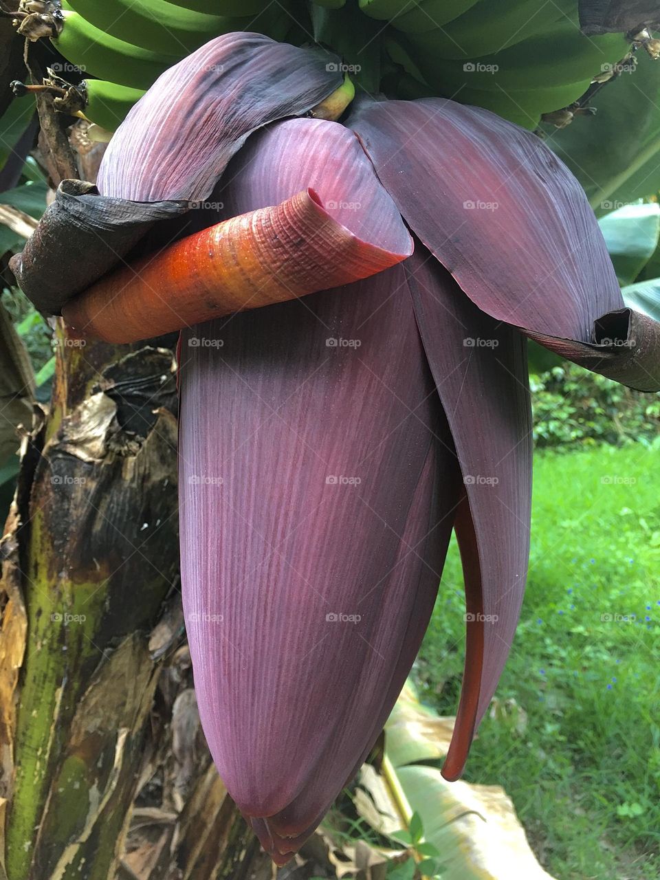 Flower banana. Nature