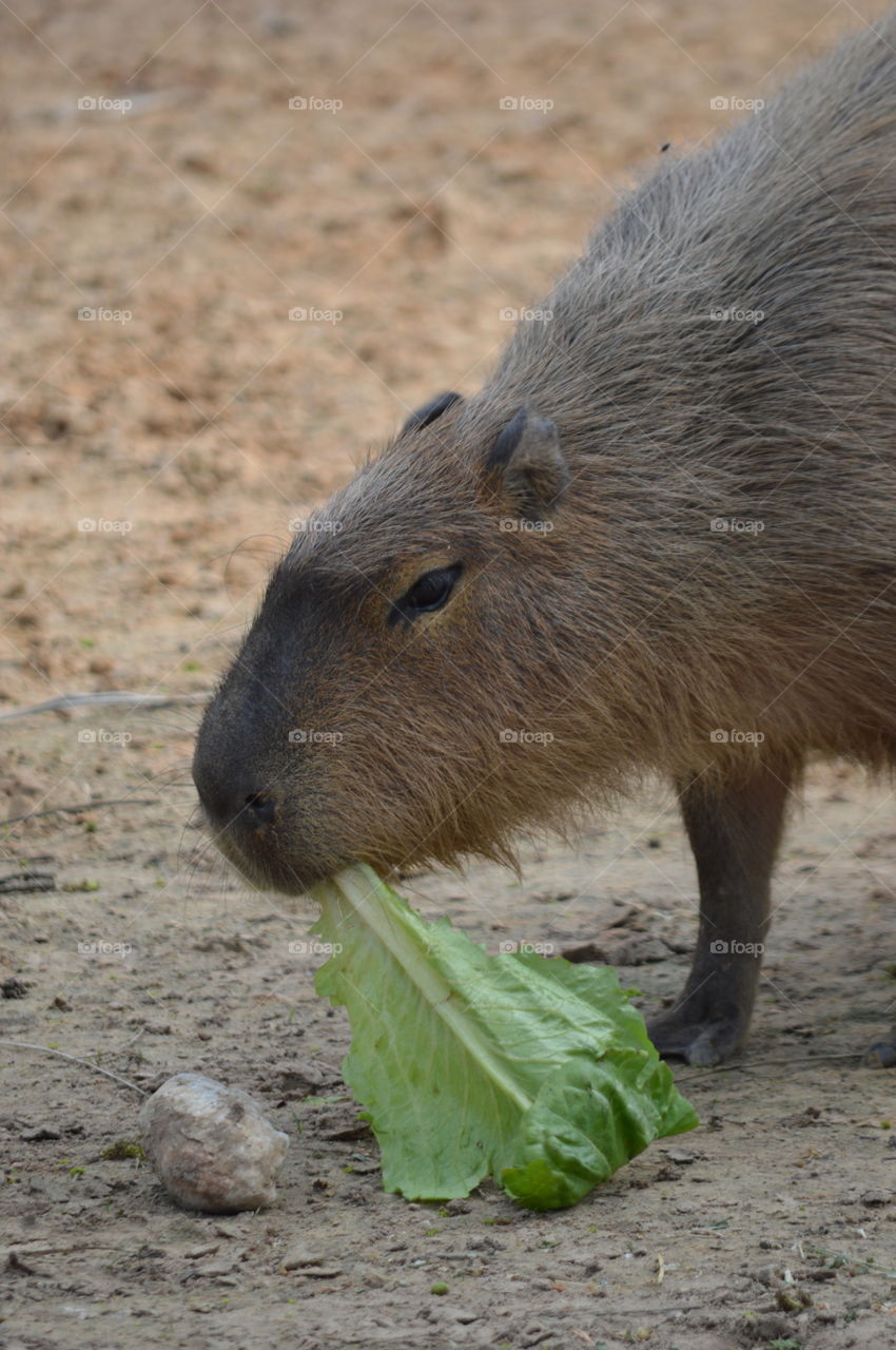 capybara