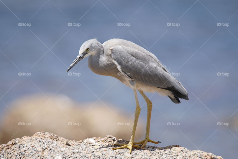 Grey Heron