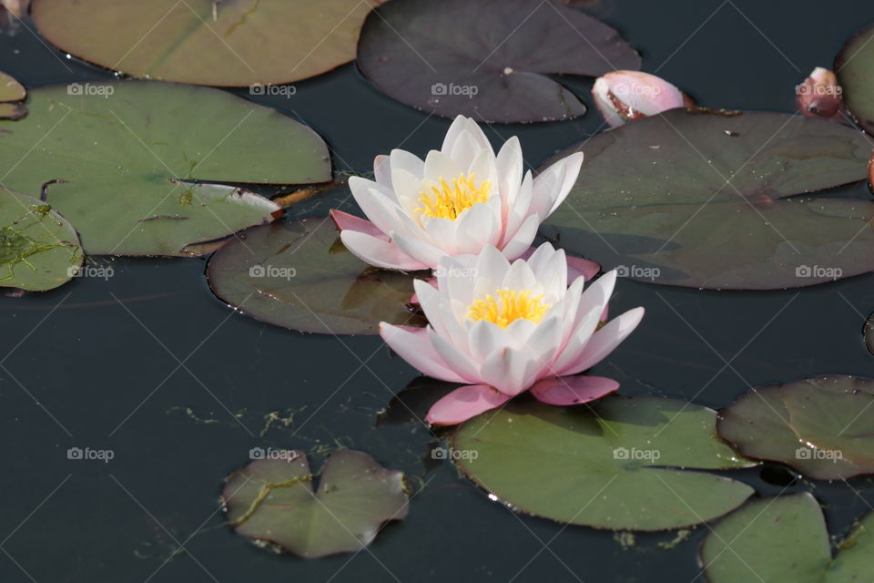 water lilies