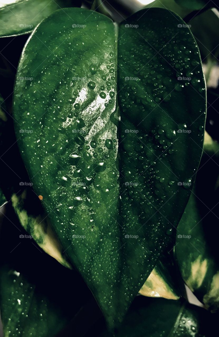When water become life for a leaf
