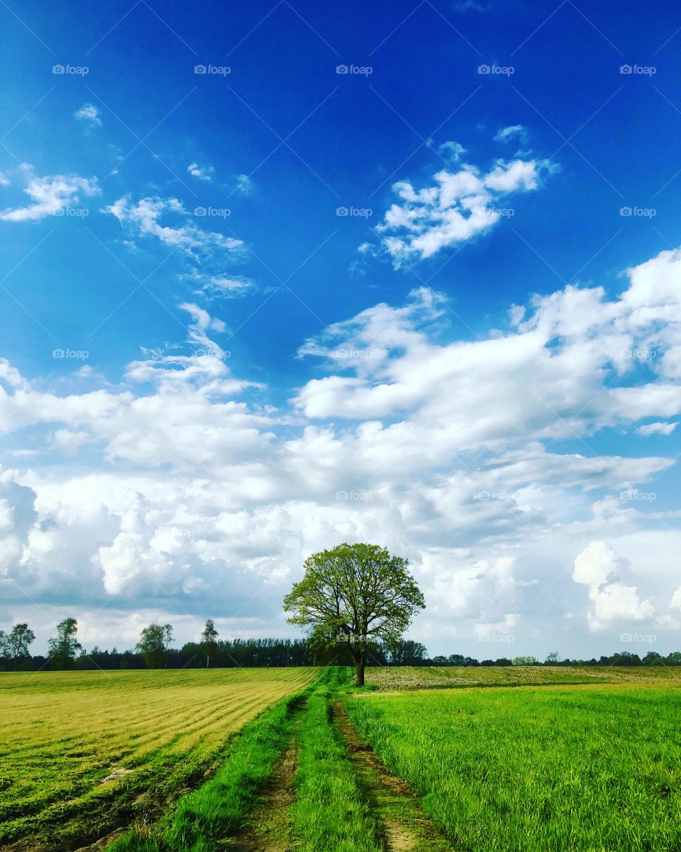 A dirt road between two different farmfields leading up towards a lone tree under a blue sky with white Fluffy clouds.