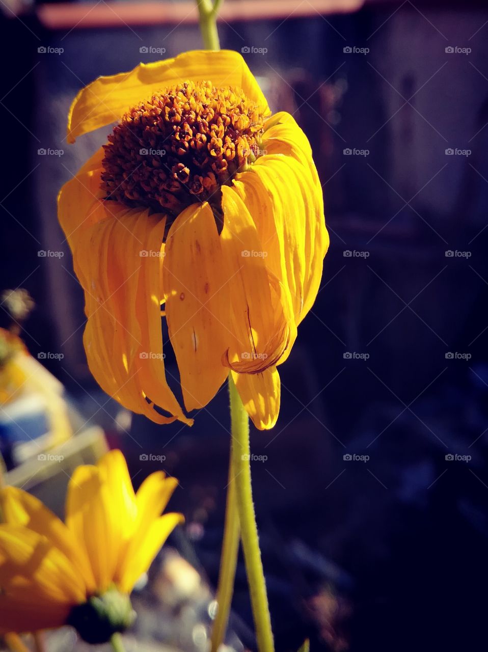 fleur, jaune, yellow, flower