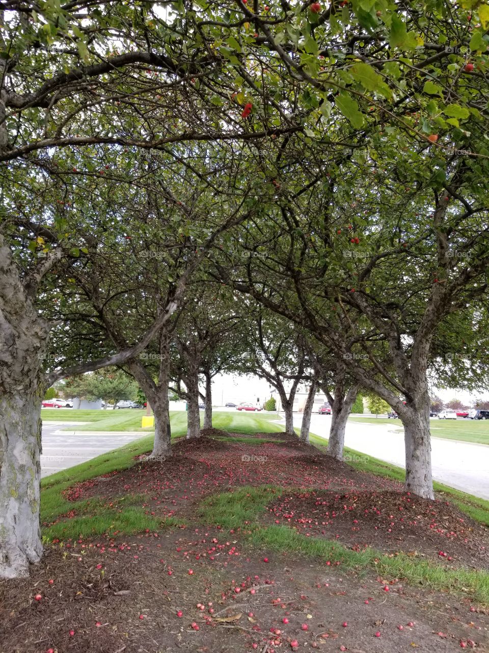 Crabapple trees nearing fall.