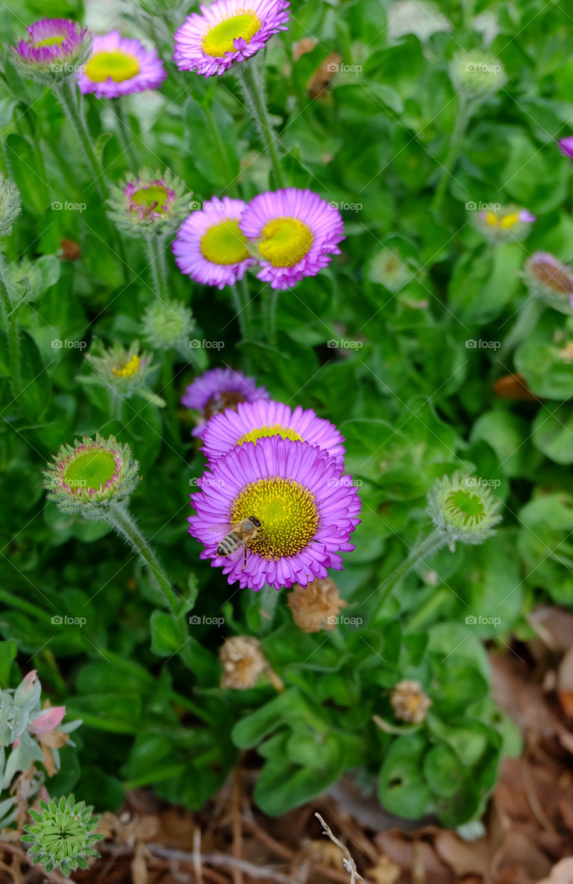 A bee on pink flower