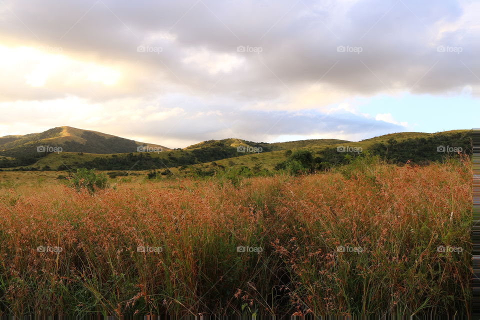 Red-grass Landscape