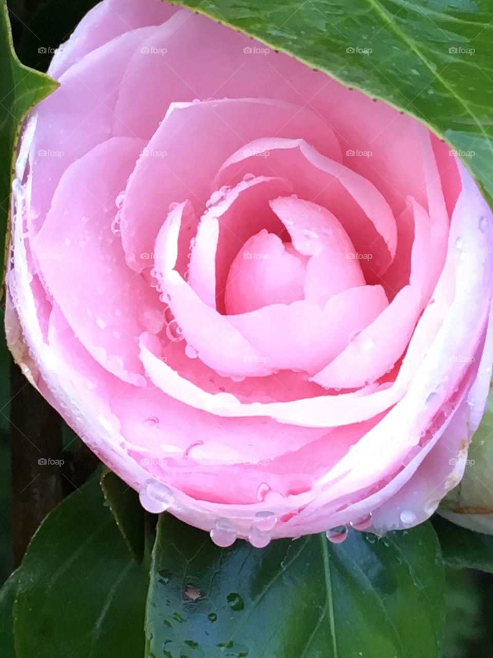 Open pink camellia with water droplets 