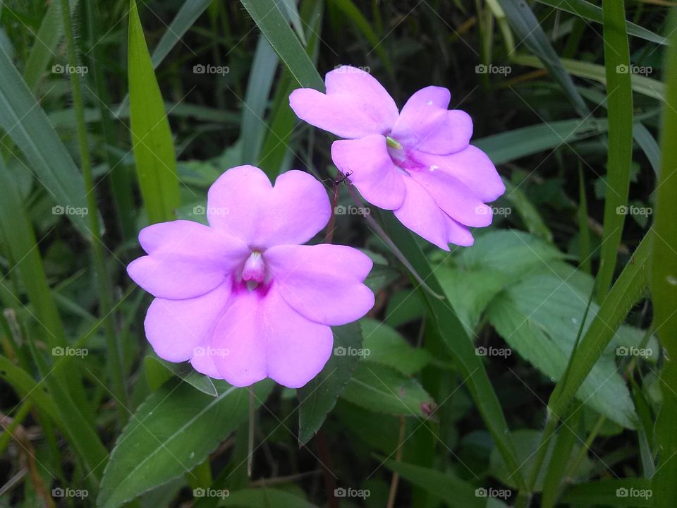 Purple Flower Couple