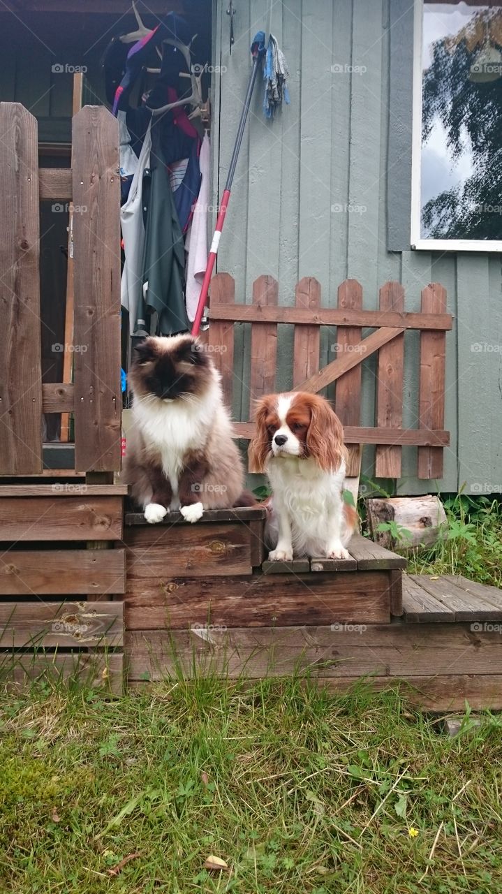 Cat and dog sitting together 