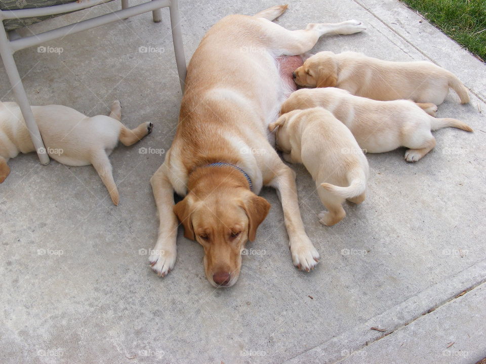 Mother lab feeding her puppies