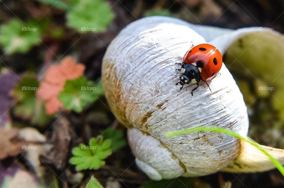 Ladybug