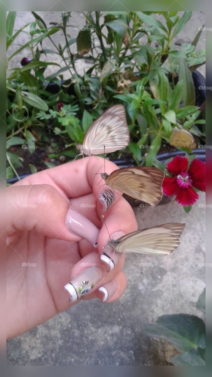 butterfly, borboletas, transformação. 
my hand, na minha mãe