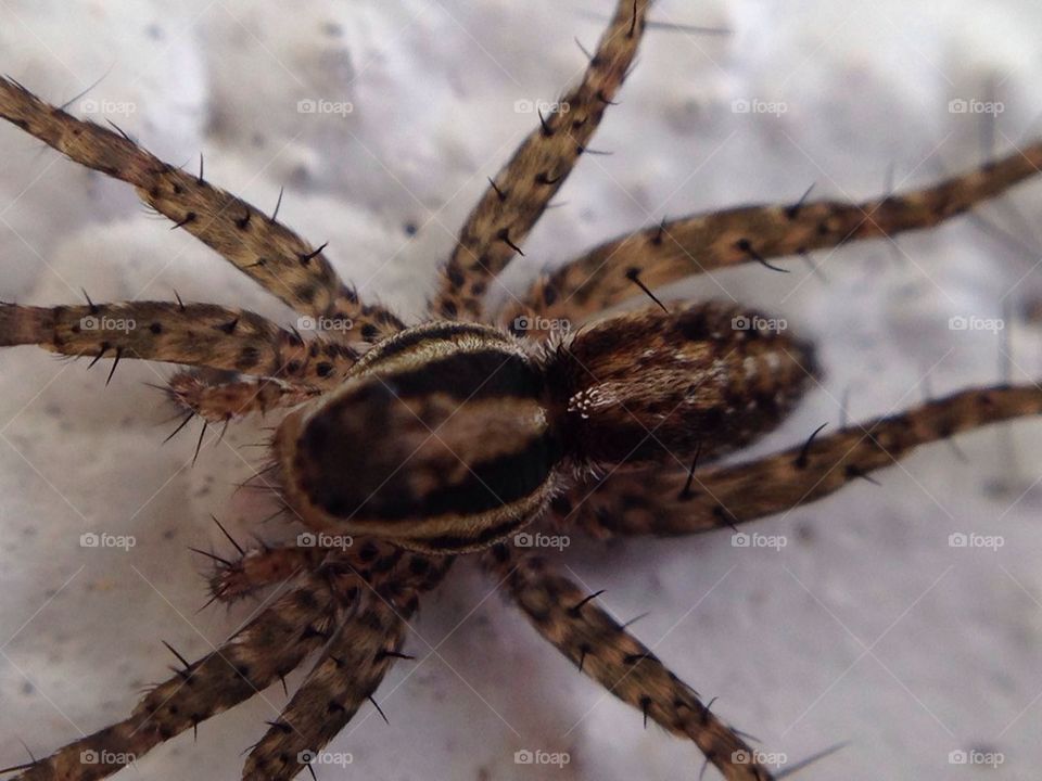 Spider