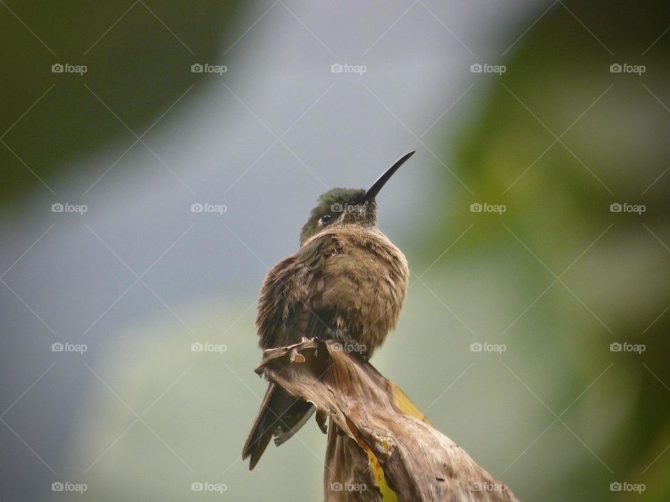 Beautiful bird. Hummingbird 