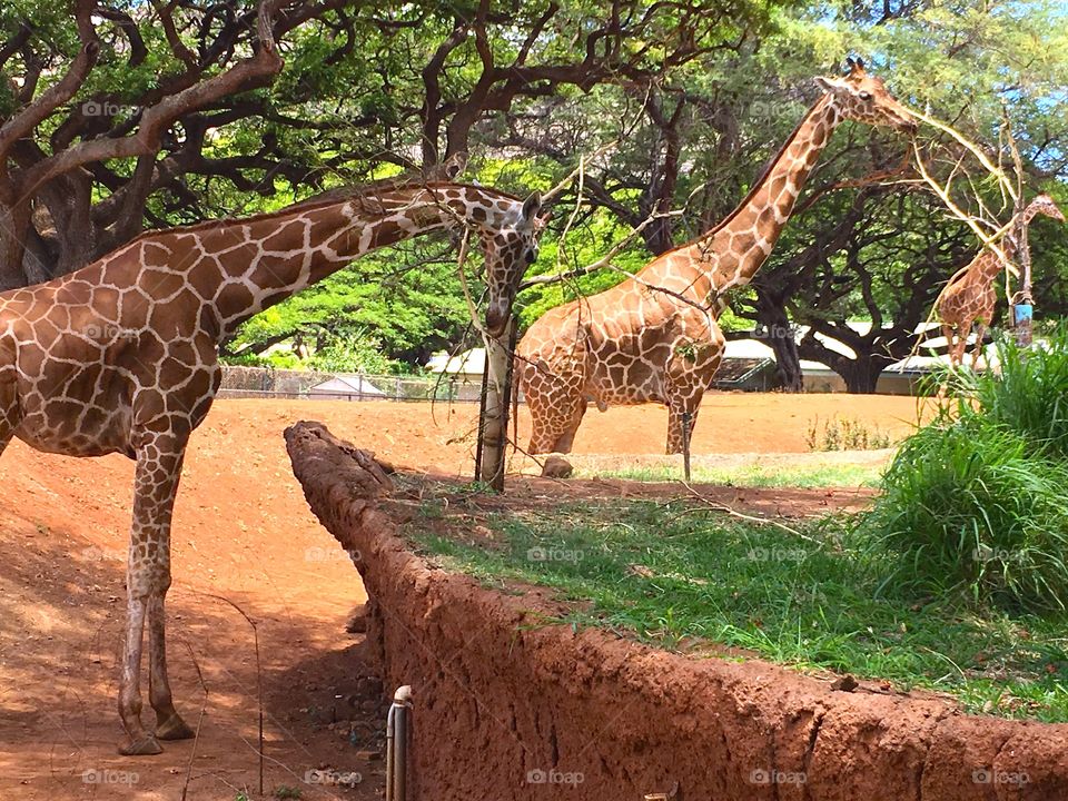 giraffes 