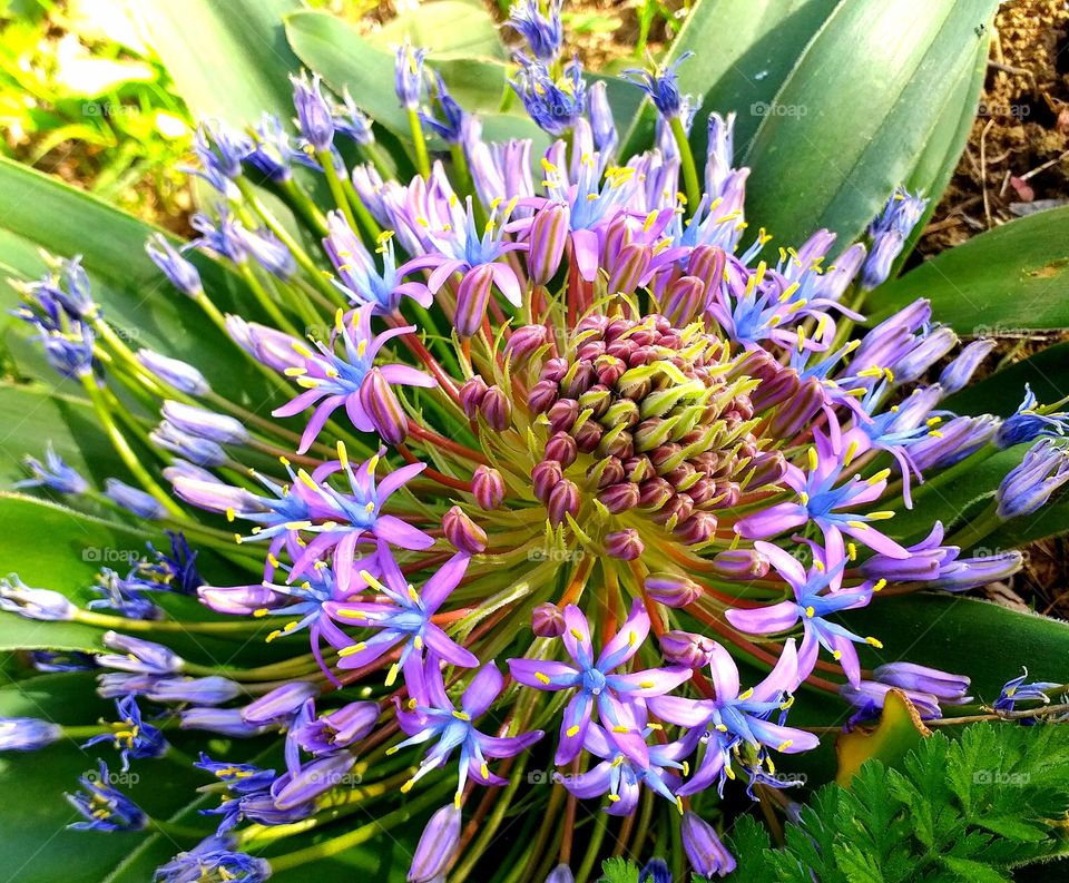 Beautiful wildflowers