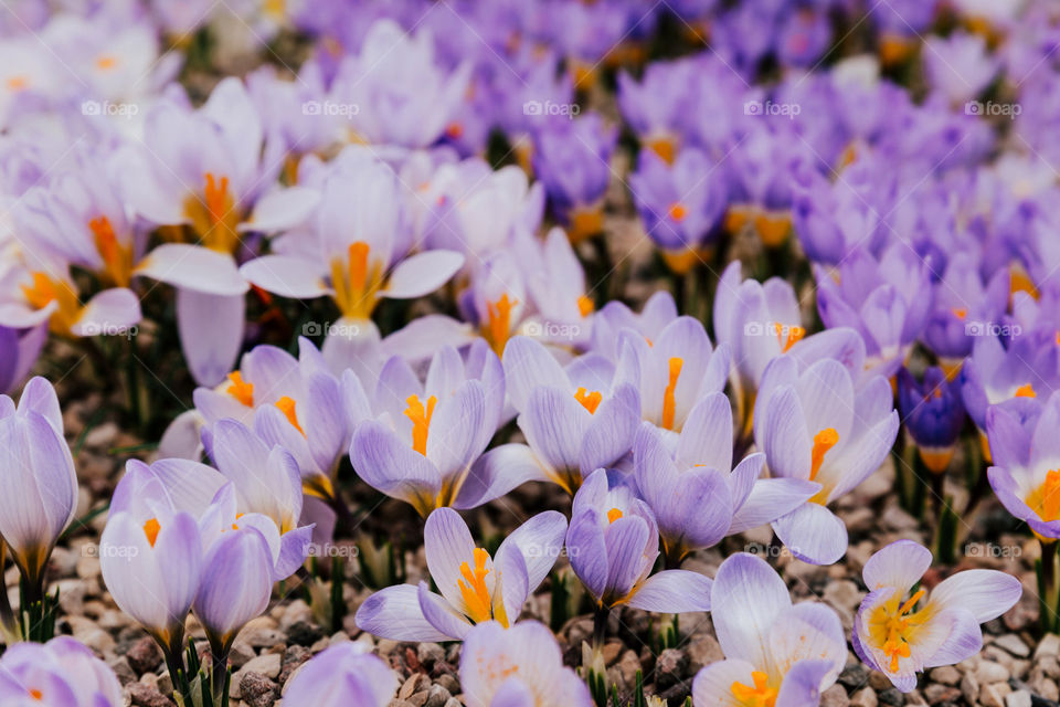 Spring. Flowers. Flora. Nature.