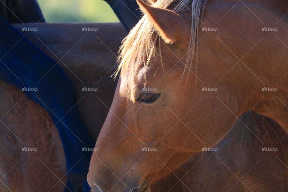 Wild mustang colt, Nevada High Sierras, profile head shot 