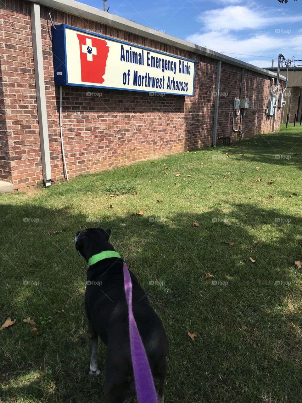 We are here at the Vet specialty clinic for Kwanita ultrasound so hopefully we’ll find out what’s going on.