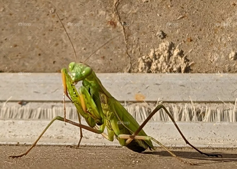 praying mantis hanging outside of work.