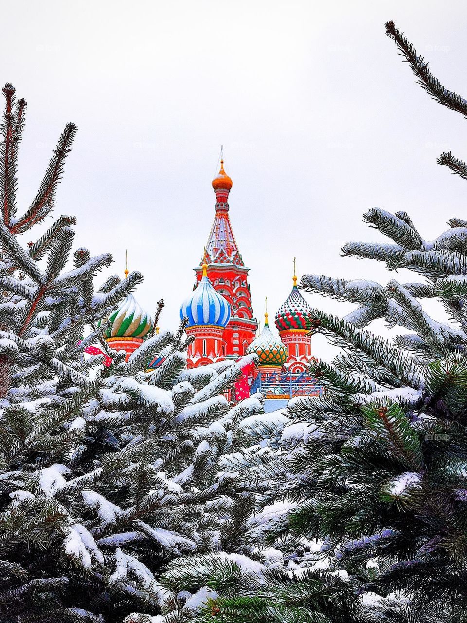 Snowy fir trees through which you can see the multi-colored towers of St. Basil's Cathedral