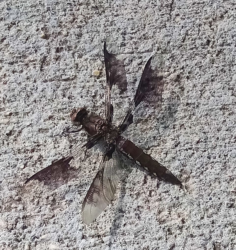 a black dragonfly lying in the sun on a sidewalk