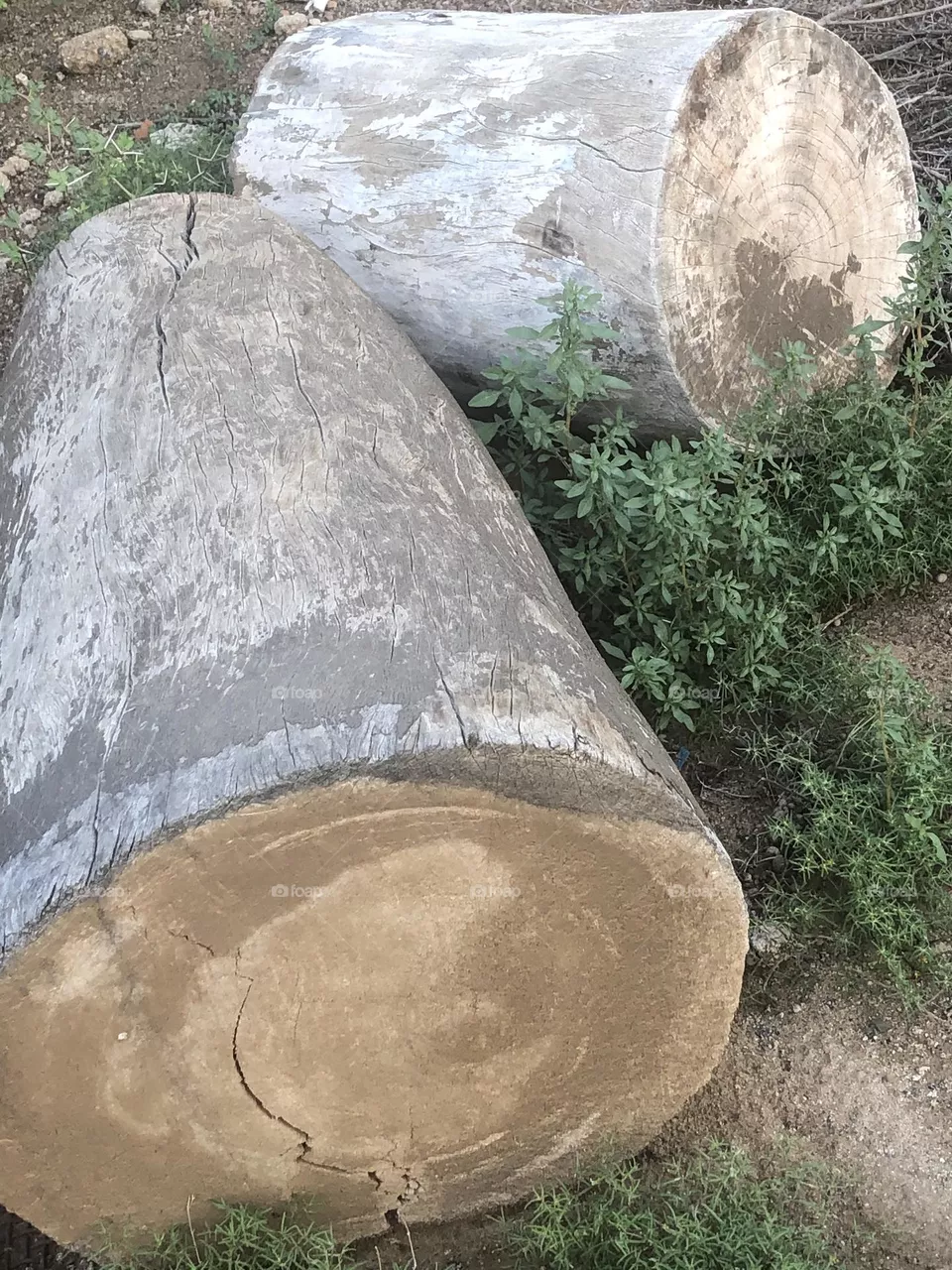 Wood 