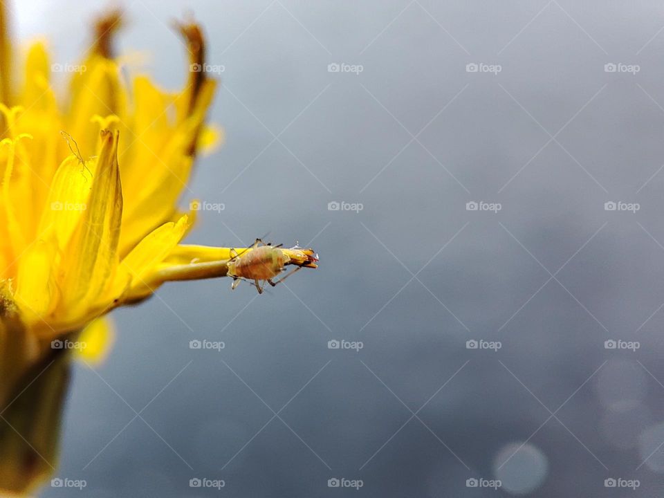 Bug on flower petal