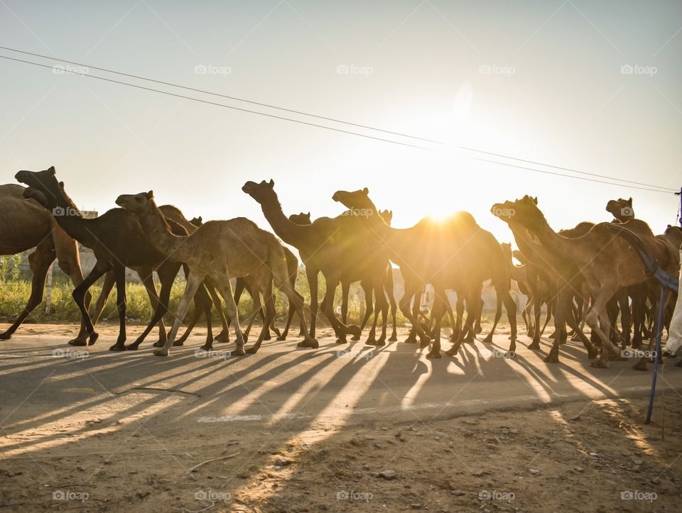 Pushkar camel fair rays of light