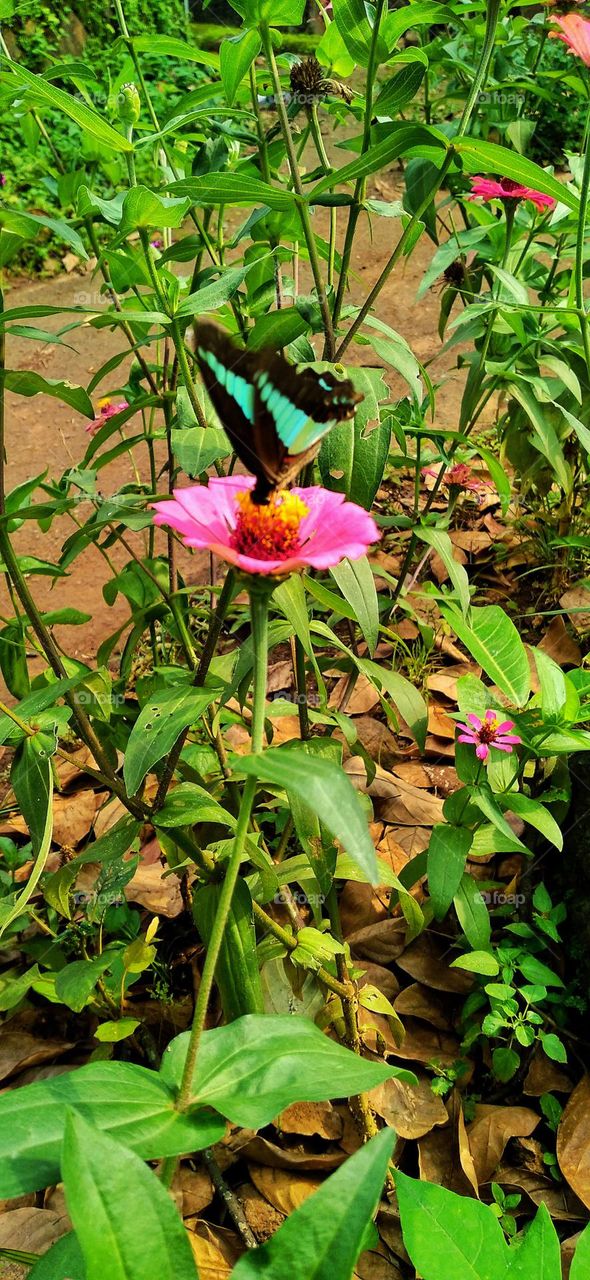 Butterflies in flight suck nectar from zinnia flowers