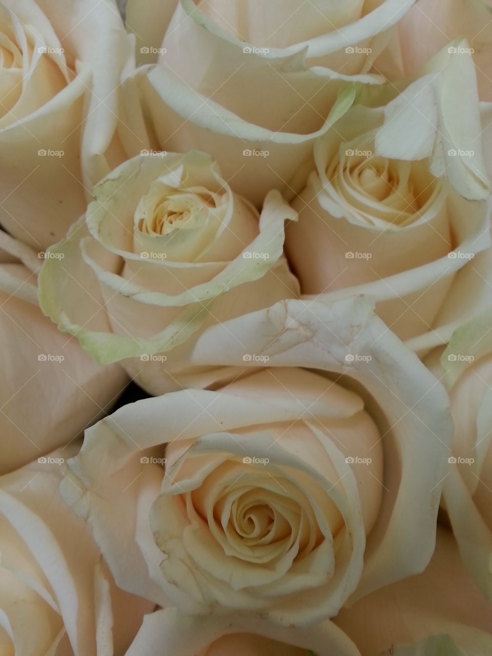 roses. white roses