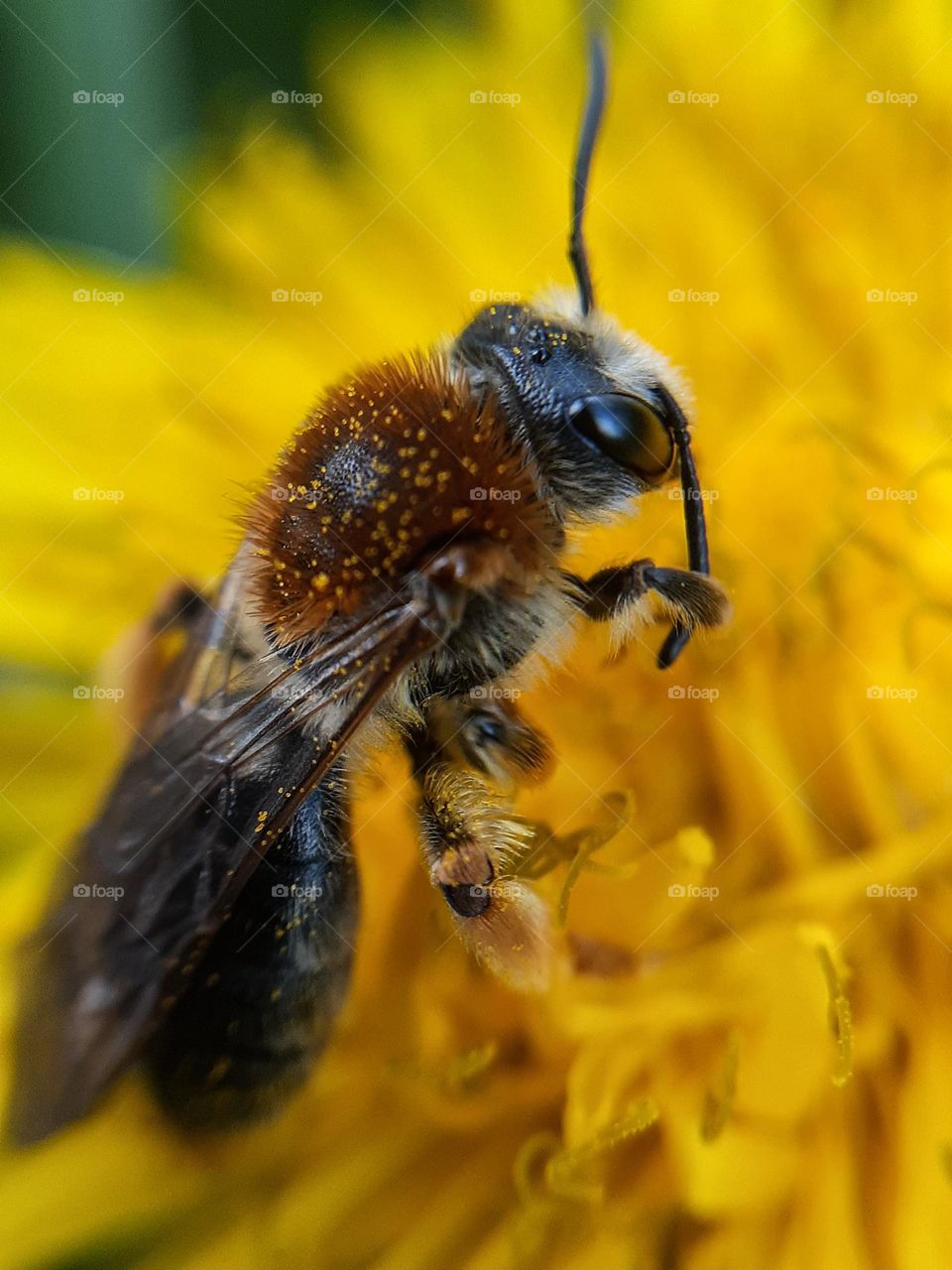 A wild bee sits on the petals of a dandelion in a city park