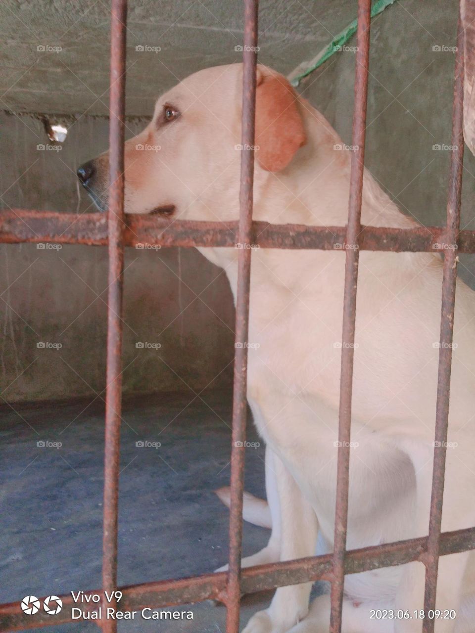 There is a dog staying in a cage and it is seems like moody and sad. The dog is badge in colour and we can see it through the iron frame.It is seems staying lonely and sad.This capture can be use as a example for rights of animals ..๐ถ๐ฃโน๐