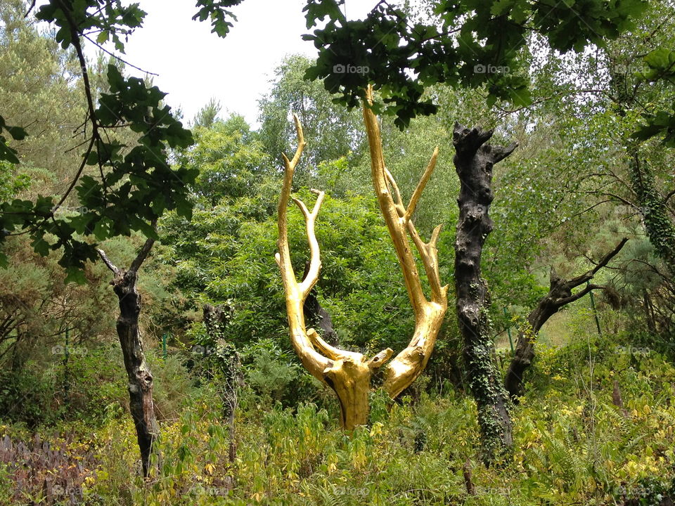 The Golden Tree, Forest of Broceliande, Brittany, France