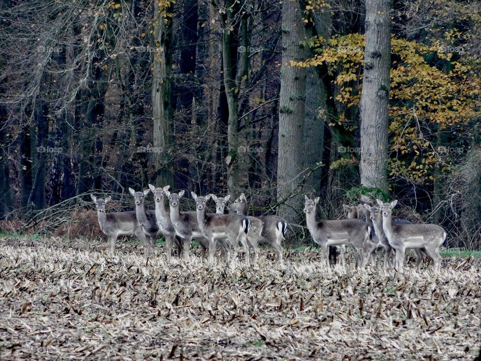 Herd of deer 