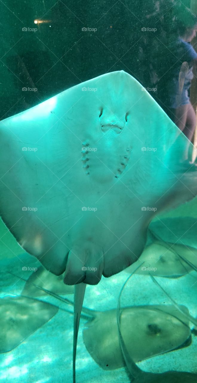 stingray