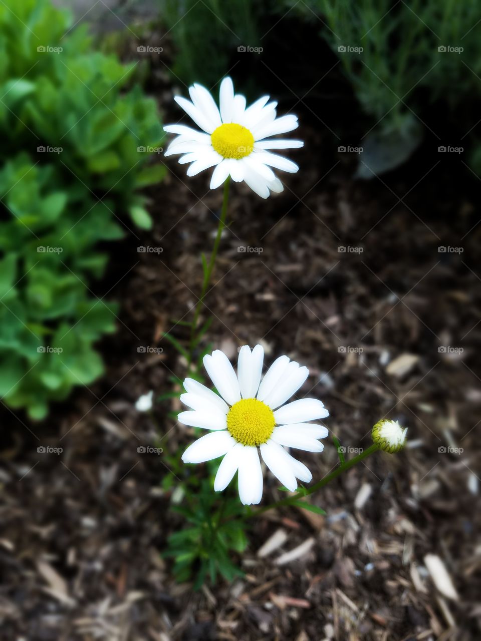 Daisy blur