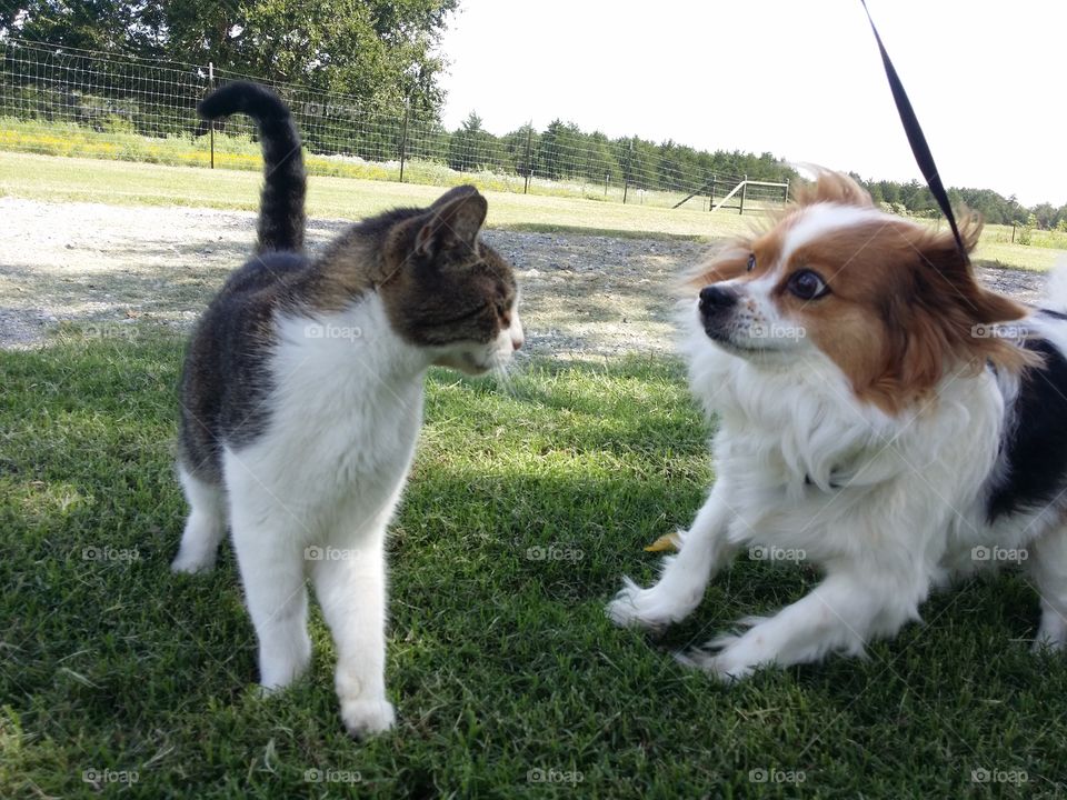 best buddies playing