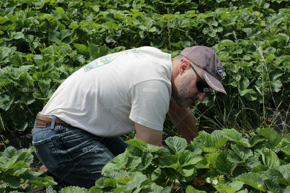 Man picking strawberrys