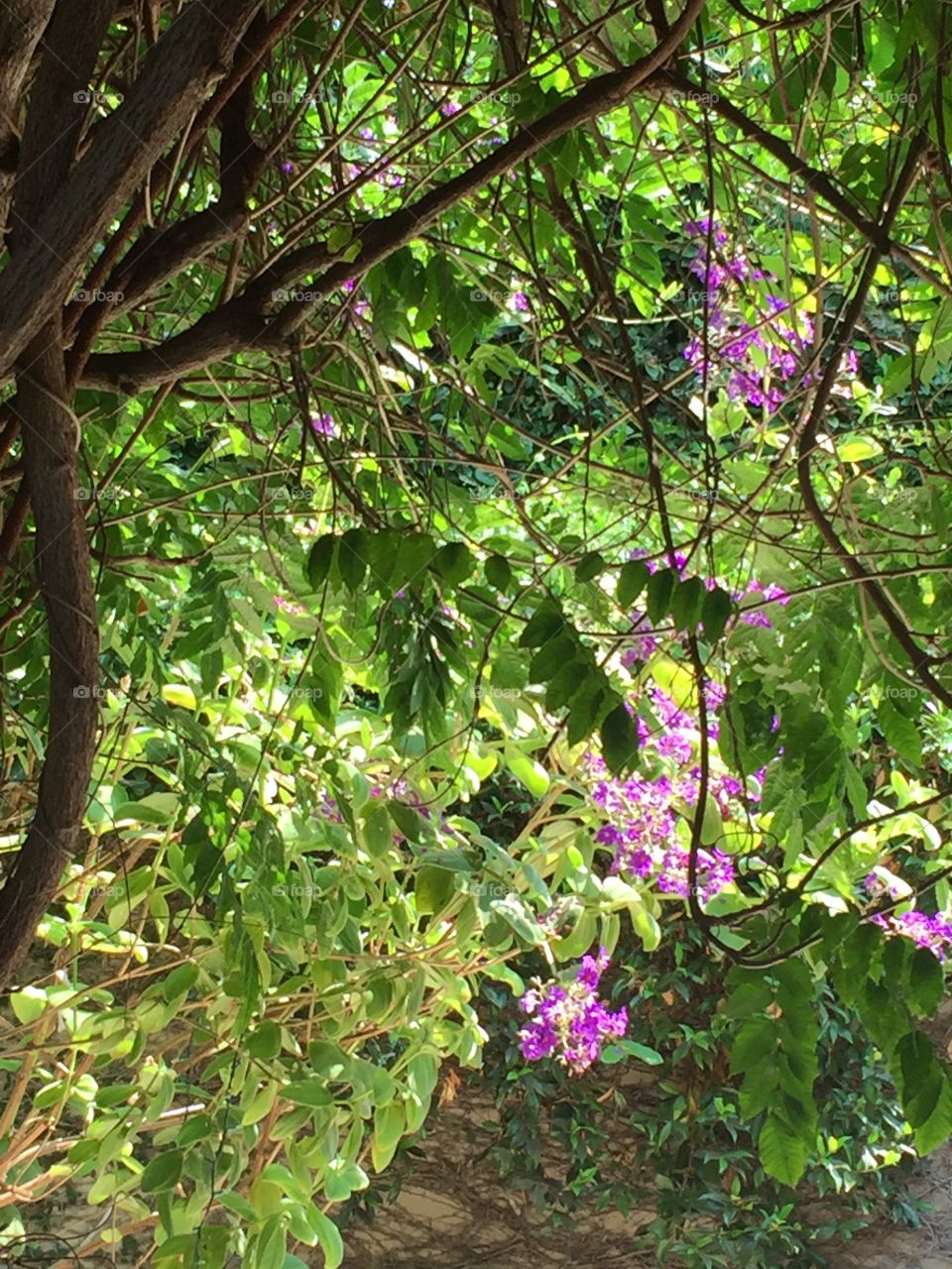 Under the Pergola