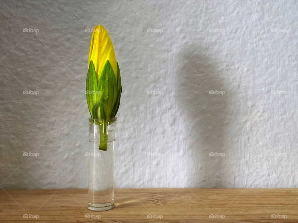 Yellow hibiscus flower bud in tiny clear vase on a wooden shelf in front of a white stucco wall