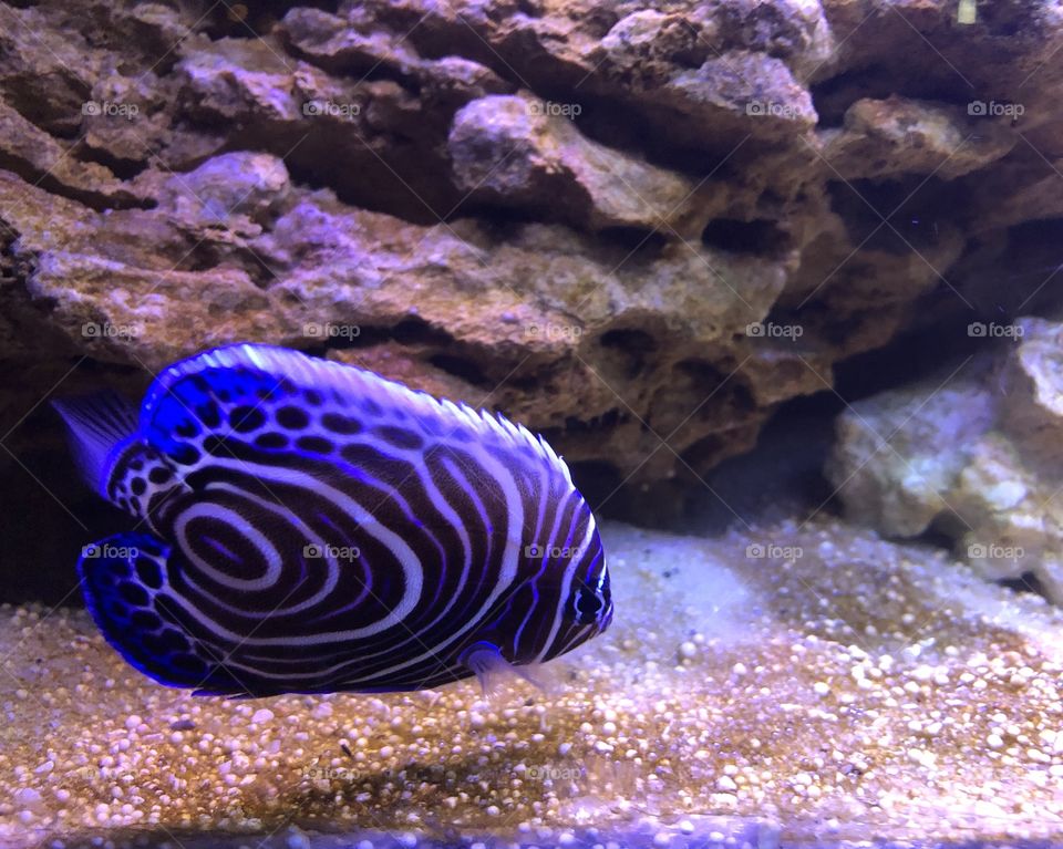 Bright blue fish in the aquarium 
