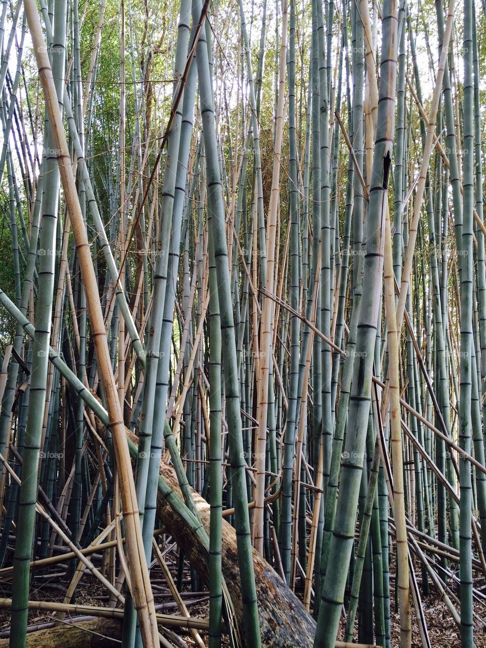 Bamboo