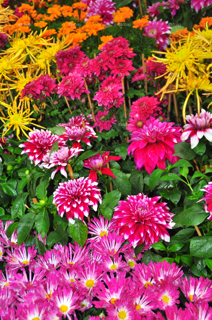 hong kong flowers plants colour by yook06